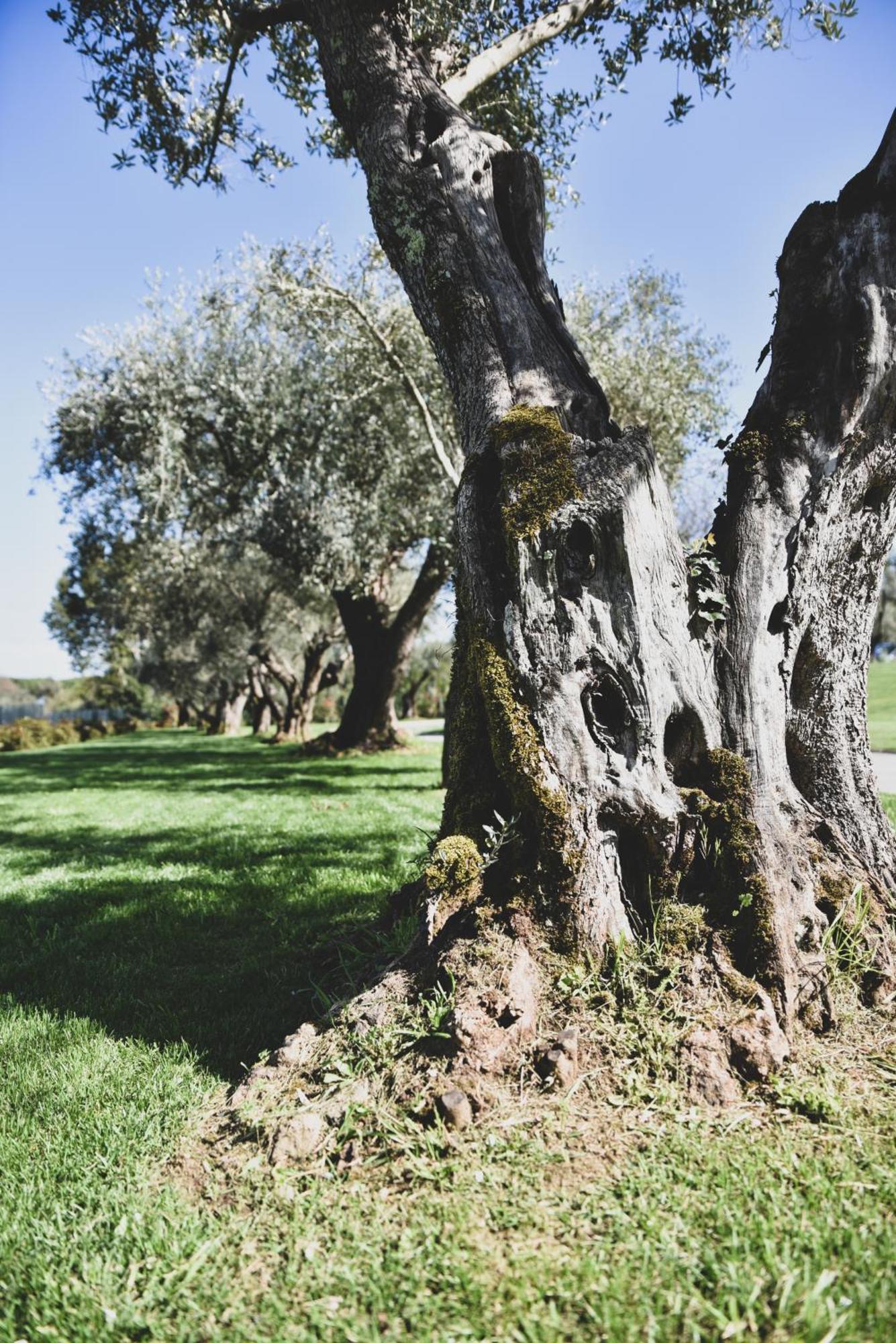Vigna Caio Relais & Spa (Adults Only) Bracciano  Eksteriør billede